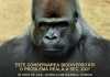 Este conservarea biodiversității o problemă reală a sec. XXI? Gorila din Bazinul Congo – studiu de caz antipa - conservarea biodiversitatii