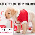 Hrana pentru caini hrana caini