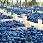 6 producători de struguri de masă din Republica Moldova vin la Indagra producători de struguri