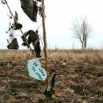 Noi perdele forestiere, sadite de 450 de voluntari, pentru protectia drumurilor si culturilor Adopta un copac