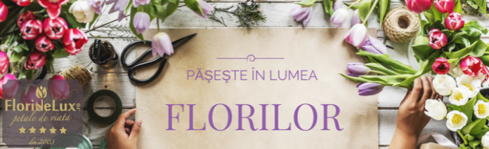 Floridelux.ro