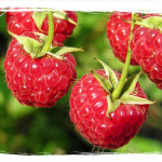 StrongBerry, furnizor zmeura The Latham furnizor zmeura