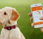 Cum sa luptam cu disparitiile de caini disparitiile de caini