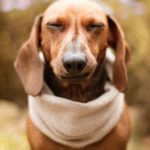 CBD pentru animale: are efect benefic asupra acestora?