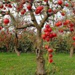 Secretele plantarii de pomi fructiferi